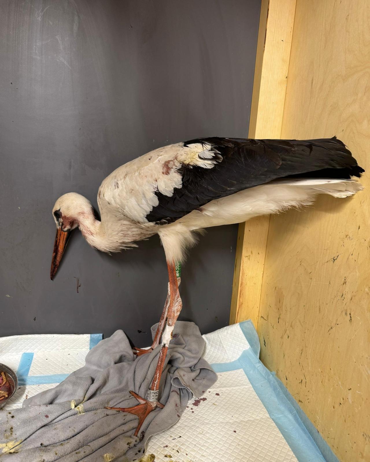 Trwa walka o życie postrzelonego bociana. "Te ptaki nie są ofiarami przypadku."