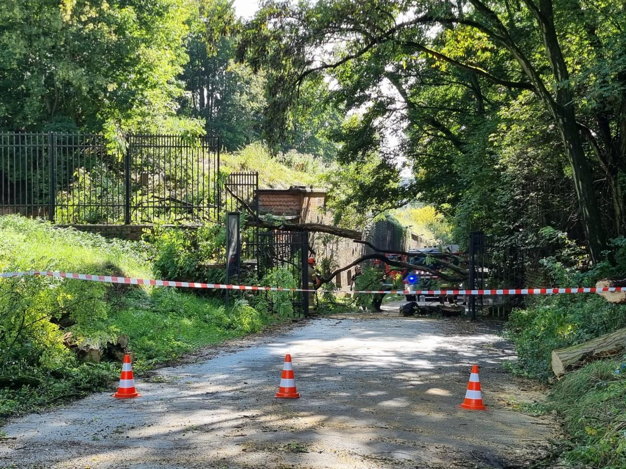 Blokada na Cytadeli. Przewróciło się drzewo