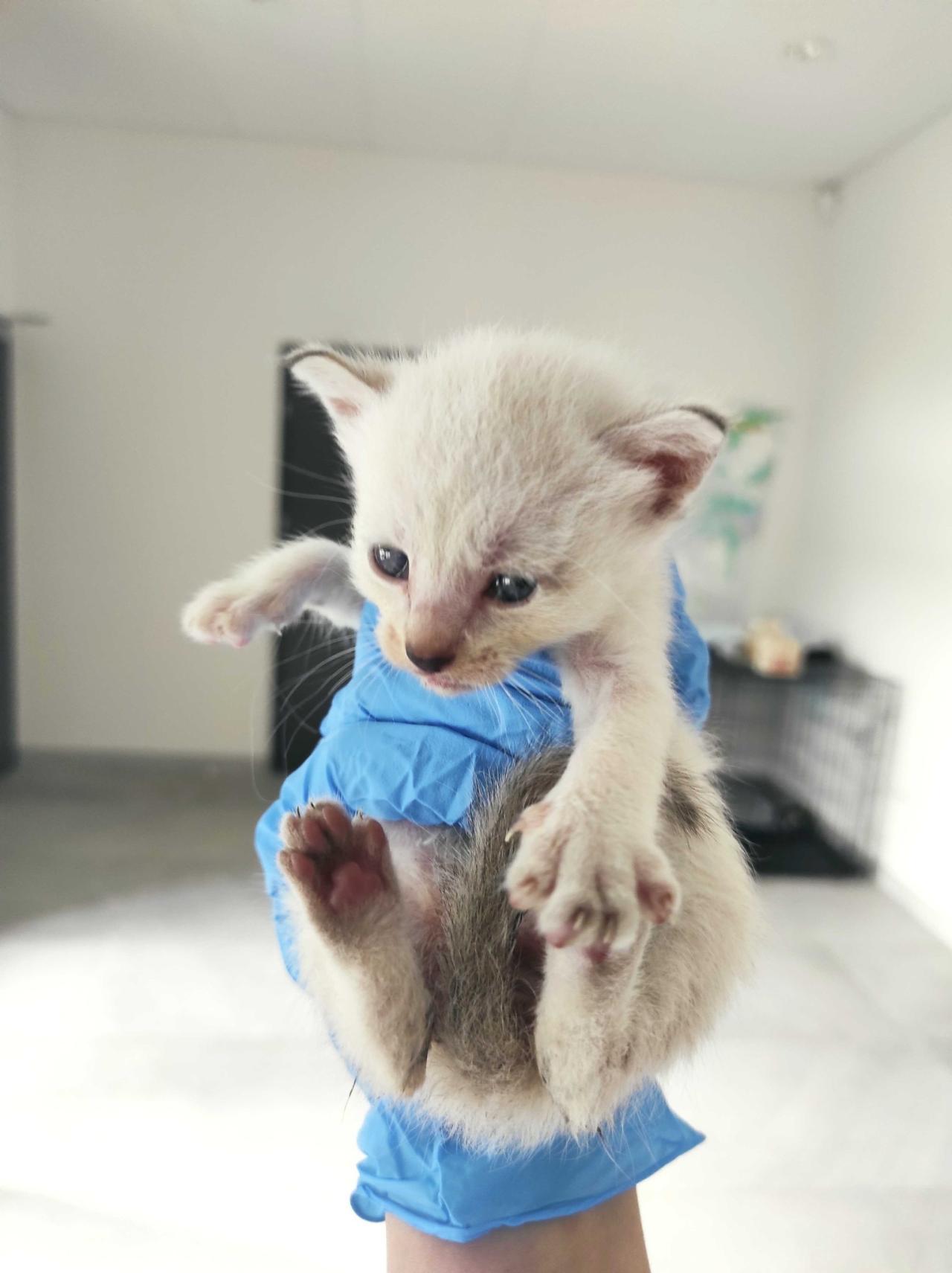 Groźna choroba w poznańskim schronisku!