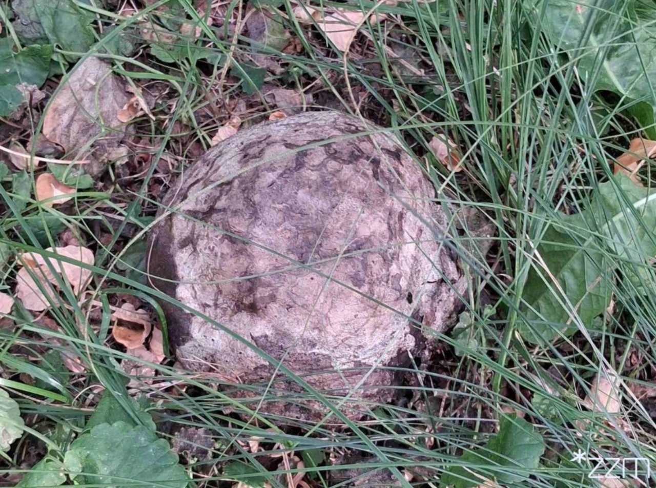 fot. ZZM Poznań