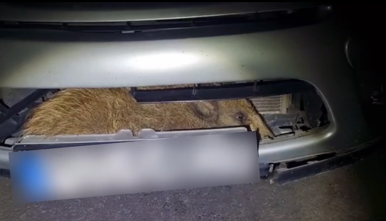 Bardzo nietypowa interwencja policjantów z Gostynia. W komorze silnika utknął... dzik