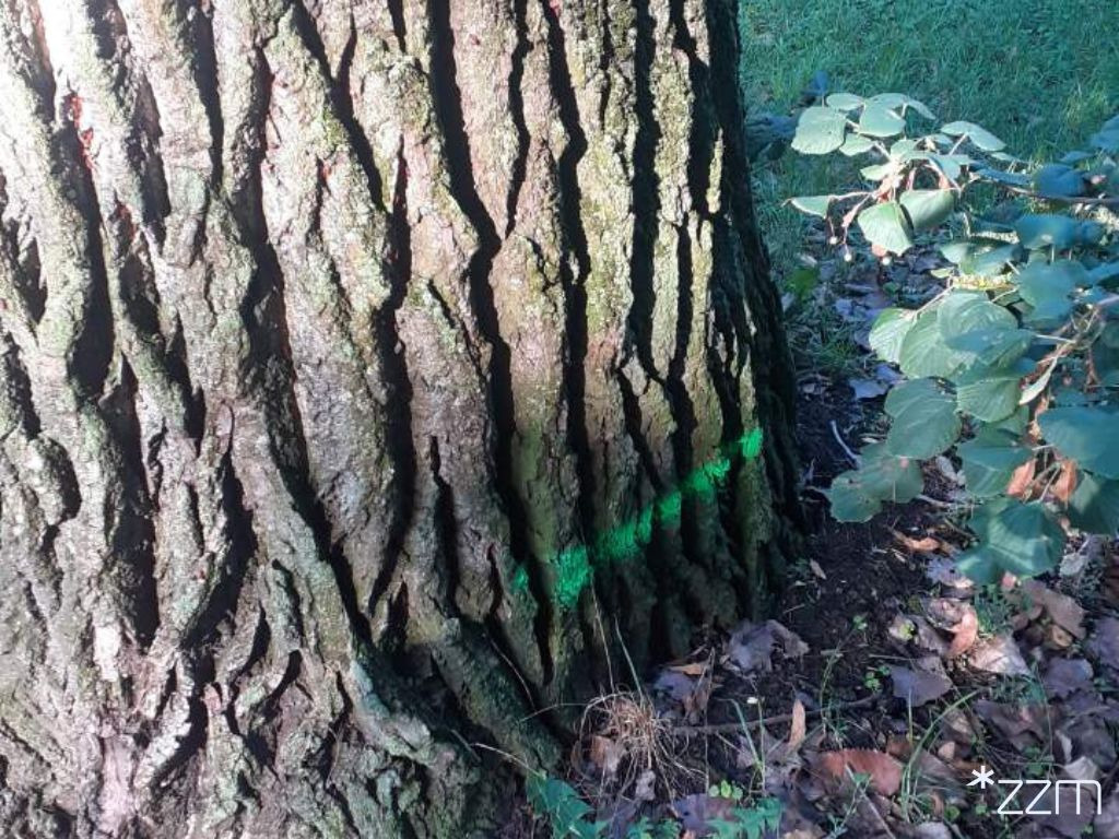 Nietypowe oznaczenie na drzewach w poznańskim parku. Zapewniono, iż nie chodzi o wycinkę