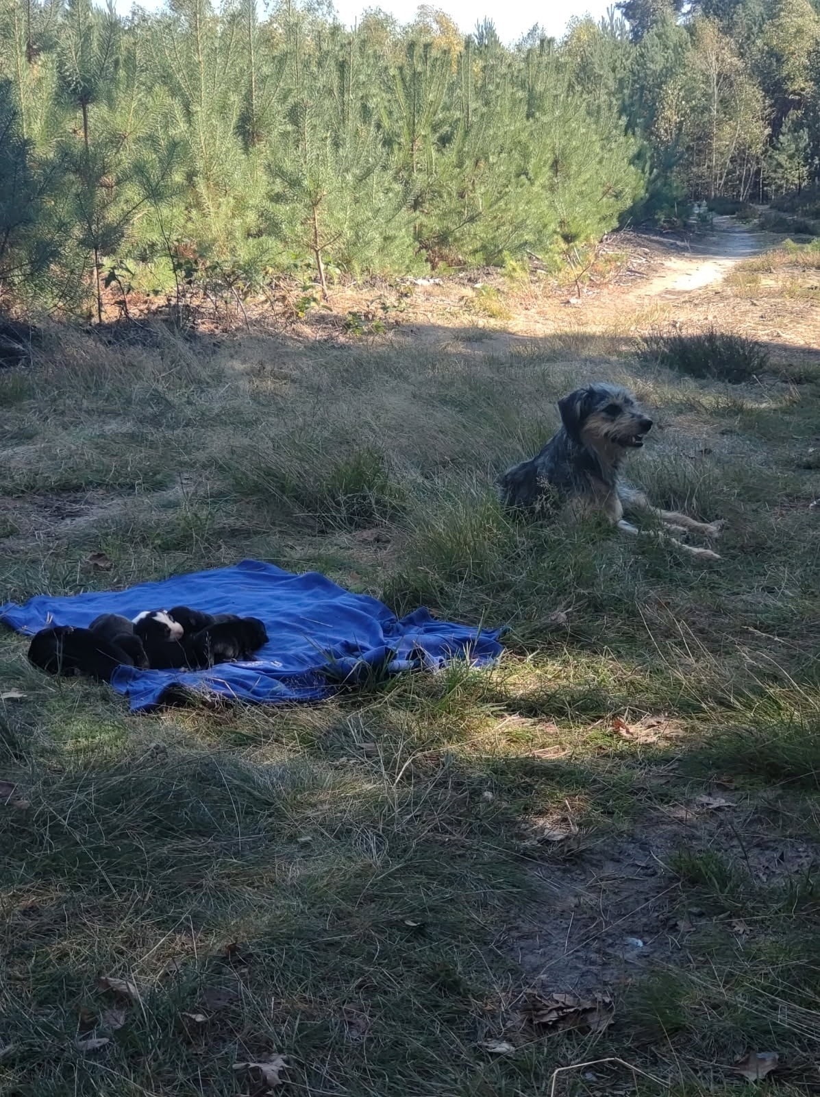 fot. Kaliskie Stowarzyszenie Pomocy Dla Zwierząt Help Animals / FB