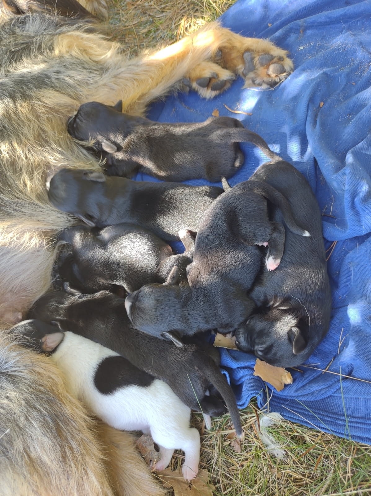 fot. Kaliskie Stowarzyszenie Pomocy Dla Zwierząt Help Animals / FB