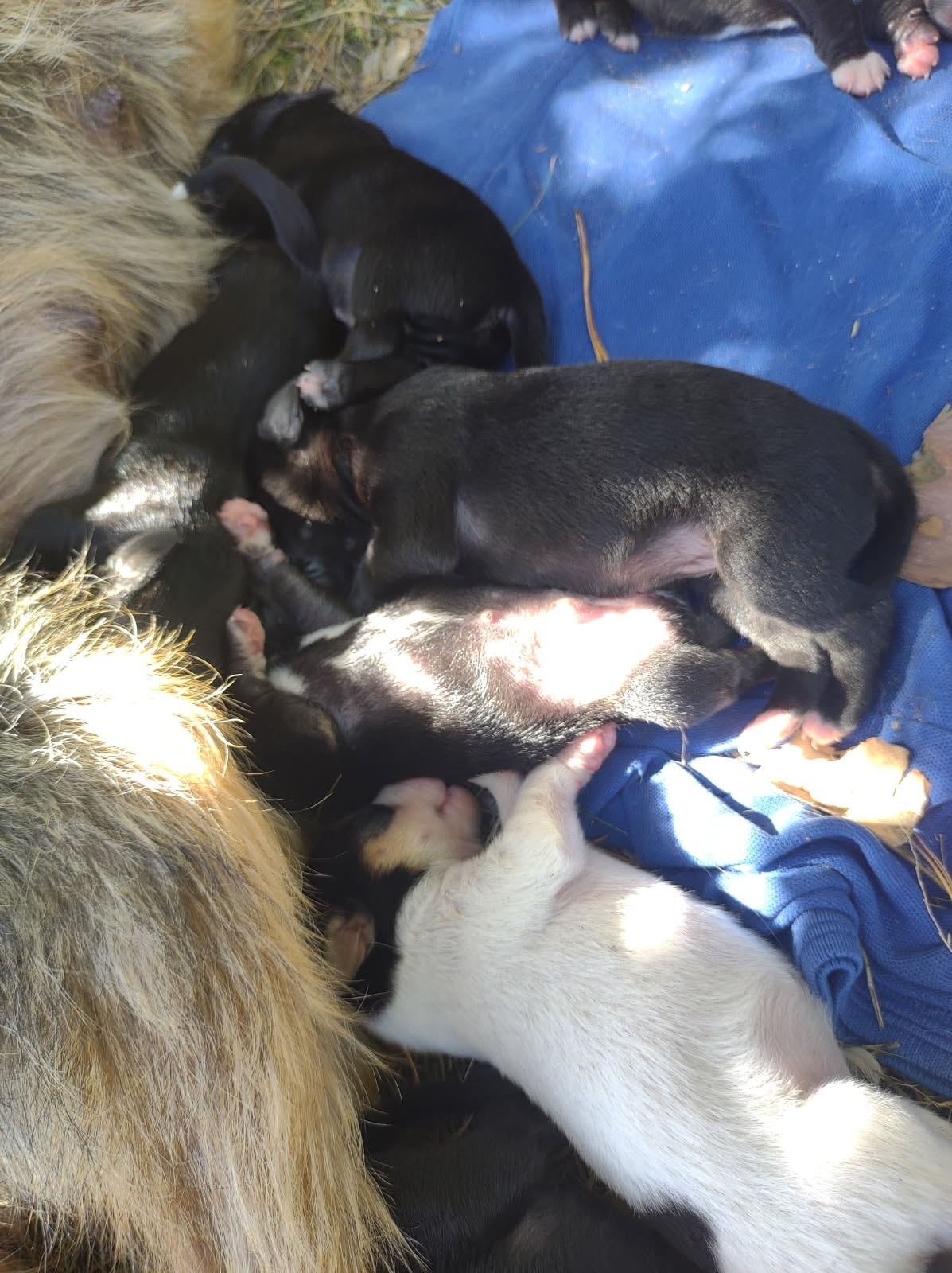 fot. Kaliskie Stowarzyszenie Pomocy Dla Zwierząt Help Animals / FB