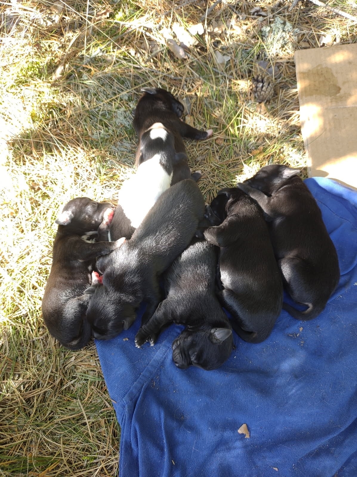 fot. Kaliskie Stowarzyszenie Pomocy Dla Zwierząt Help Animals / FB