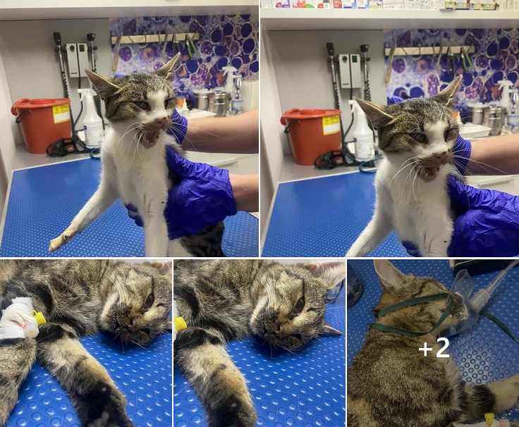 Jest poważne podejrzenie, iż ktoś truje koty na działkach w regionie. "Znajdują martwe z krwią wypływającą z pyszczków."