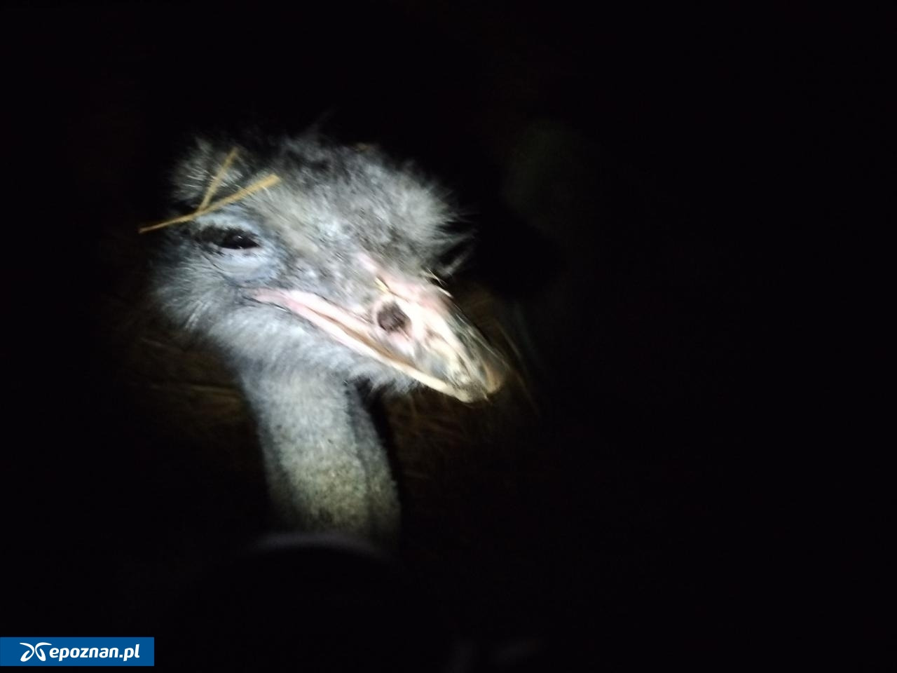 Tragiczny finał próby porwania strusia Zenka. "Czekamy na rozwój sytuacji"