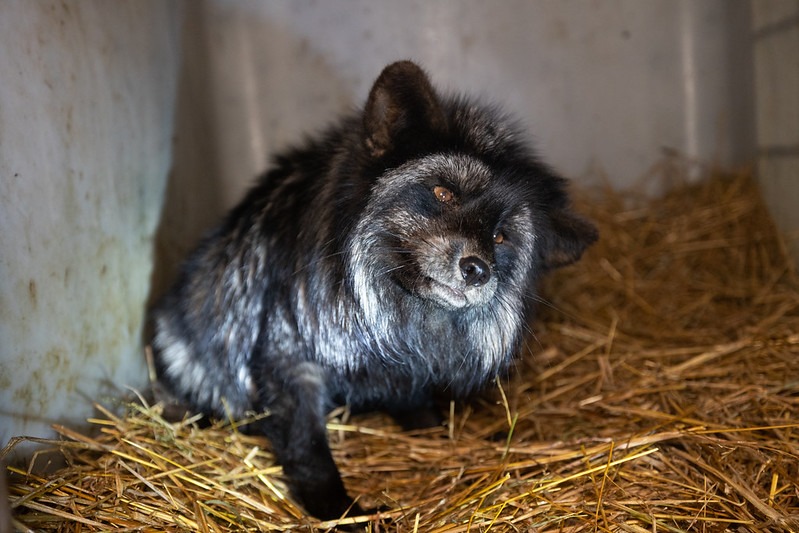 Hodowczyni lisów spod Leszna skazana za znęcanie się nad zwierzętami