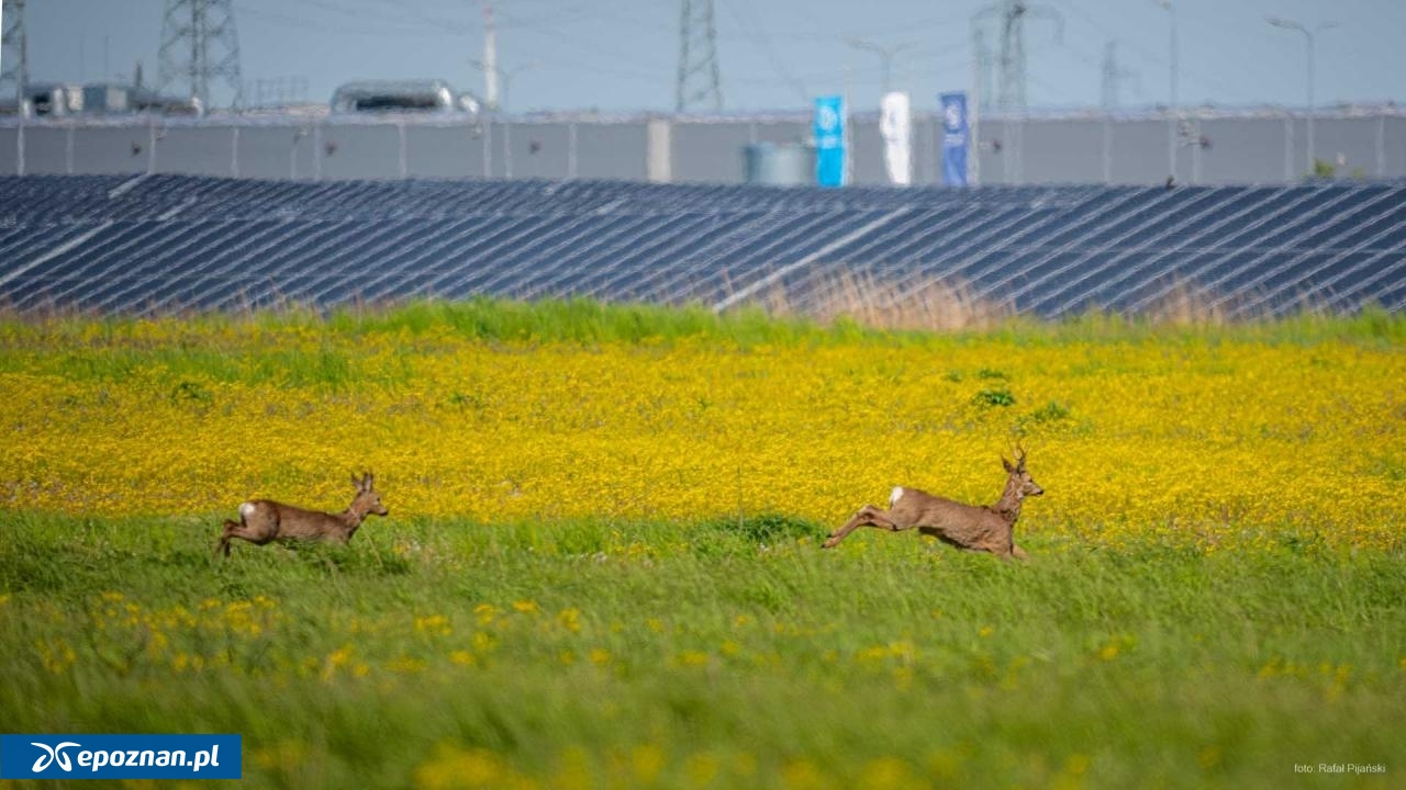 fot. Rafał Pijański / Volkswagen Poznań