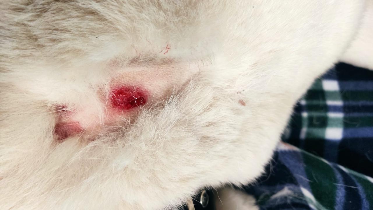 Ktoś znęca się nad zwierzętami w podpoznańskiej miejscowości? Mieszkańcy: postrzelone psy, kolejne otrute