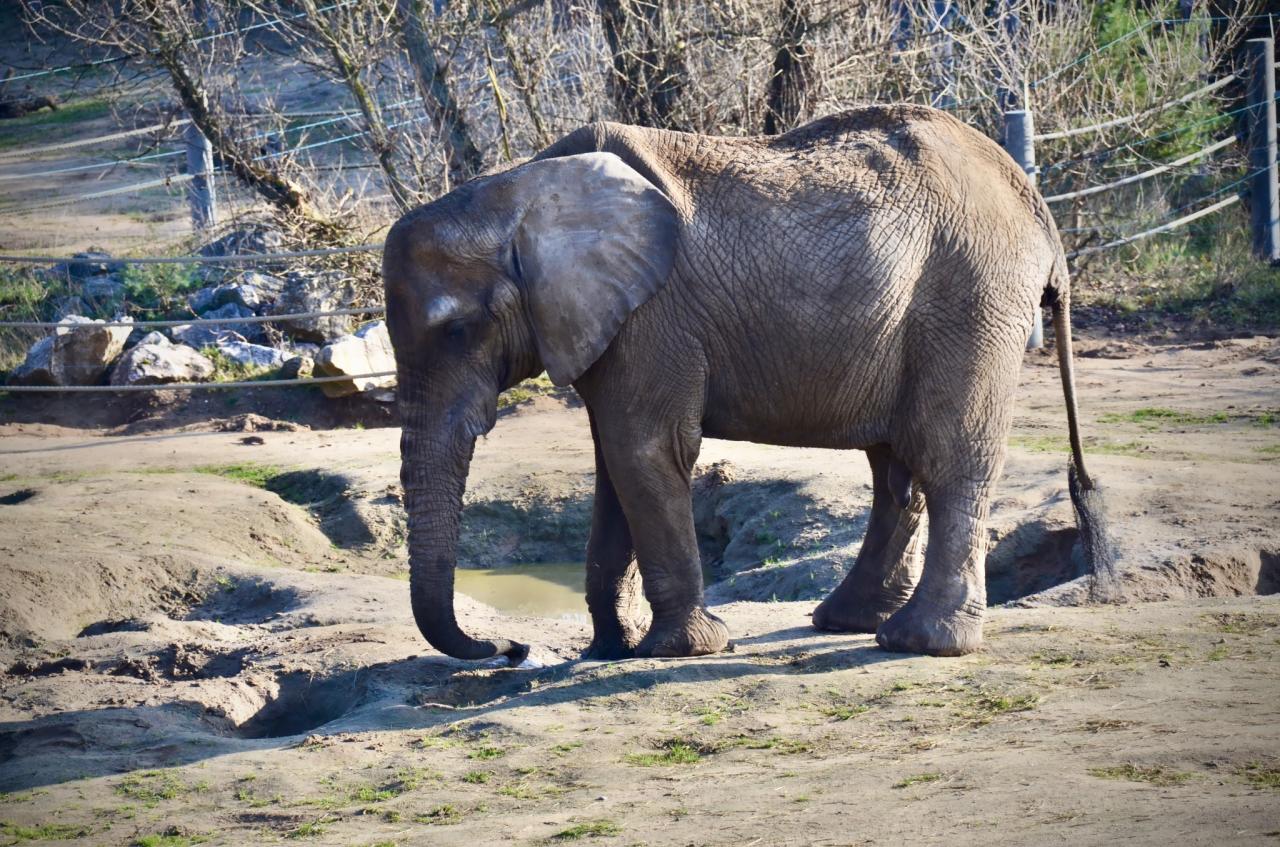 Złe wieści z poznańskiego ZOO! Słonica Kinga w poważnym stanie