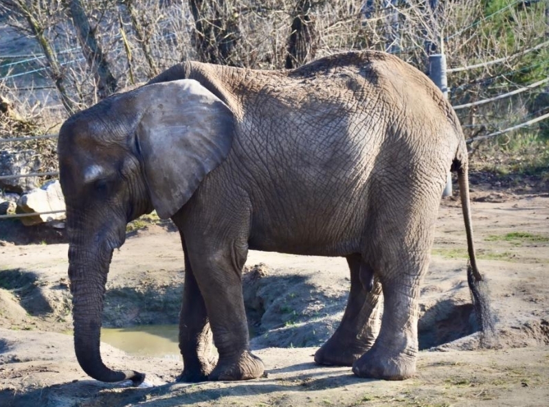 Smutna wiadomość z poznańskiego zoo. Słonica Kinga nie żyje