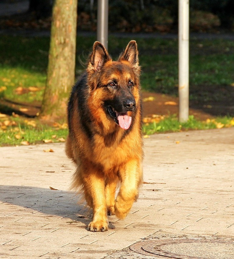 Łazarz: owczarek rzucił się na innego psa, który szedł zapięty na smyczy. "Właściciel nie reagował"