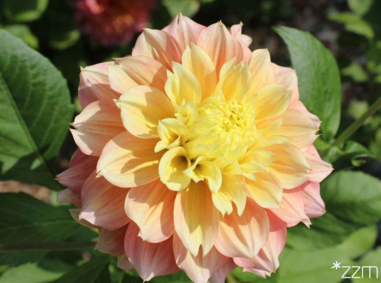 W poznańskim parku będą rozdawać kwiaty za darmo!