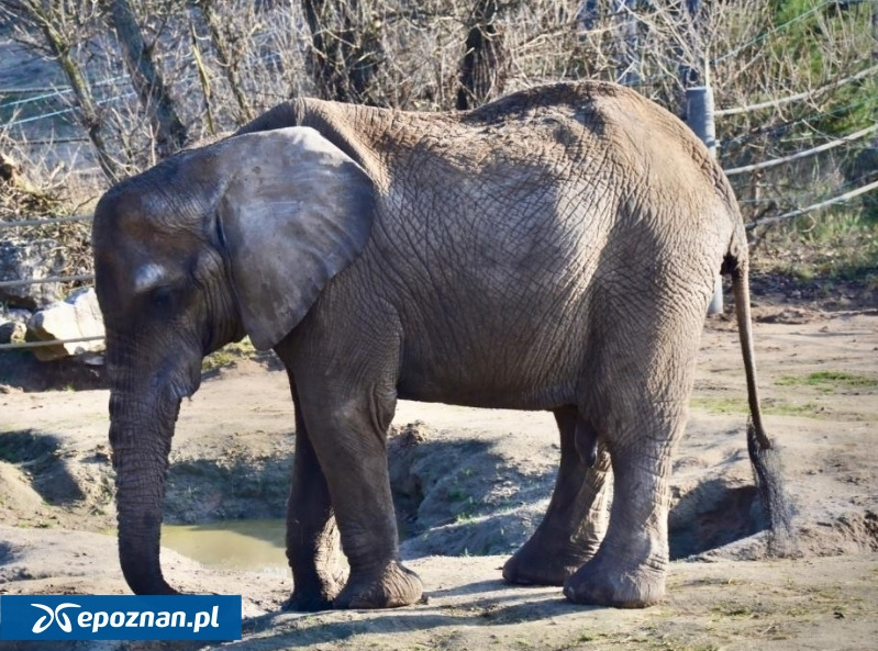 Śmierć słonicy Kingi efektem zaniedbań?