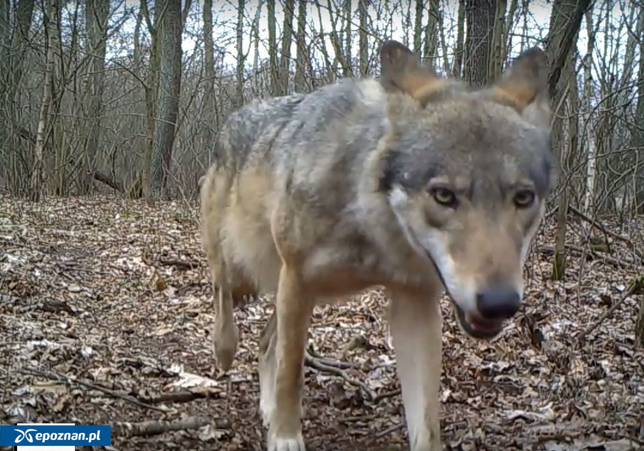 W Wielkopolskim lesie ktoś zastrzelił wilka