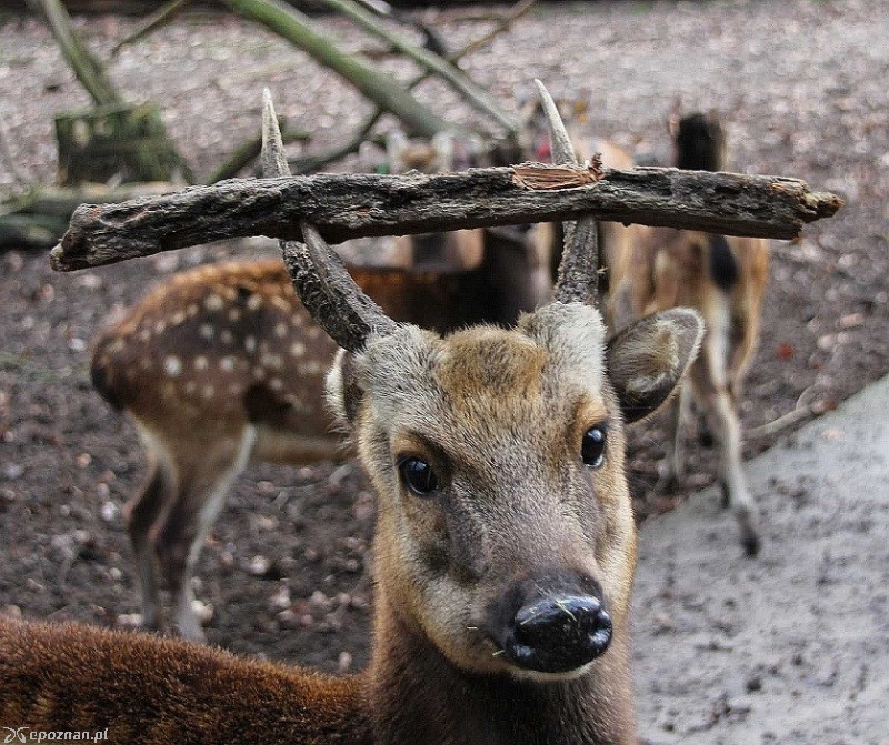 fot. Nowe ZOO w Poznaniu
