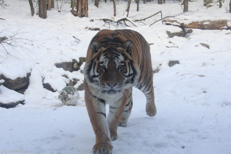 fot. Nowe ZOO w Poznaniu