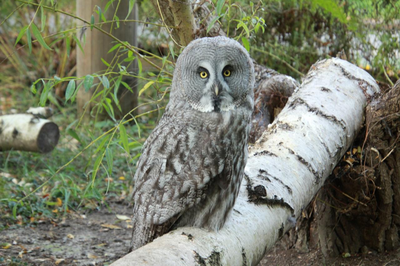 Andromeda gościem poznańskiego ZOO. Będzie para?