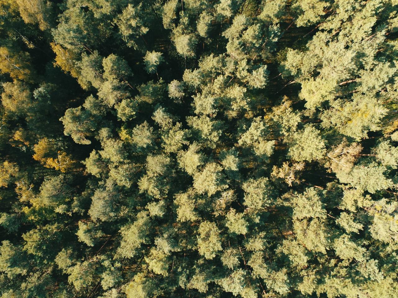 12-latka zgubiła się w lesie. Na roztrzęsione dziecko trafili strażnicy leśni