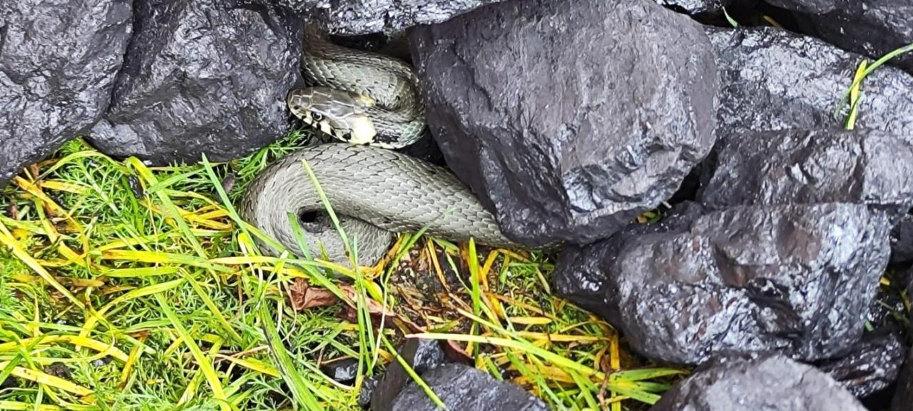 Region. Zamówiła węgiel, w gratisie dostała węża