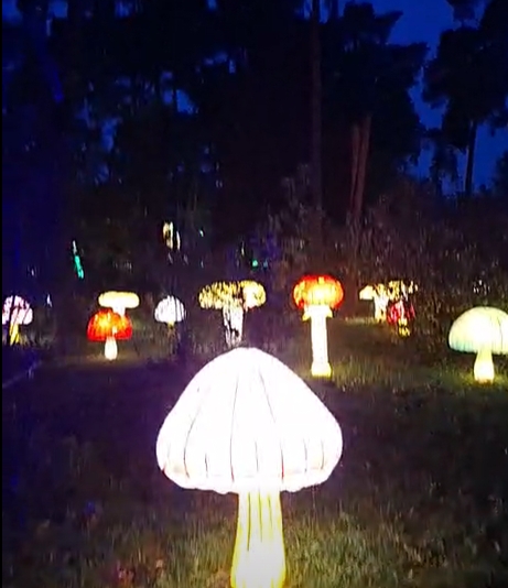 Powrócił największy park iluminacji w Poznaniu. Ponad 200 świetlnych instalacji i 1,5 km bajecznej trasy w Ogrodzie Dendrologicznym