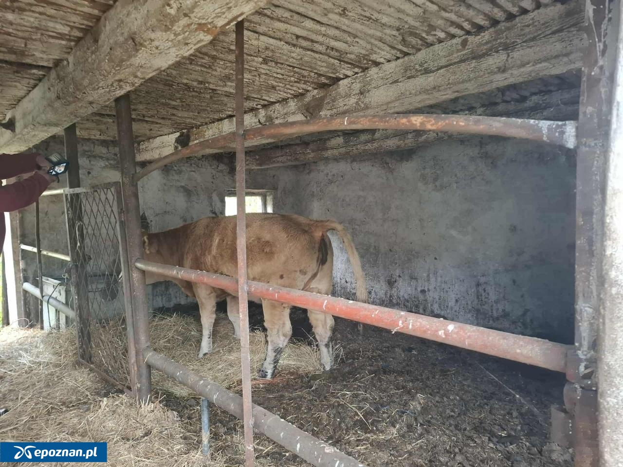 fot. Kaliskie Stowarzyszenie Pomocy Dla Zwierząt Help Animals / FB