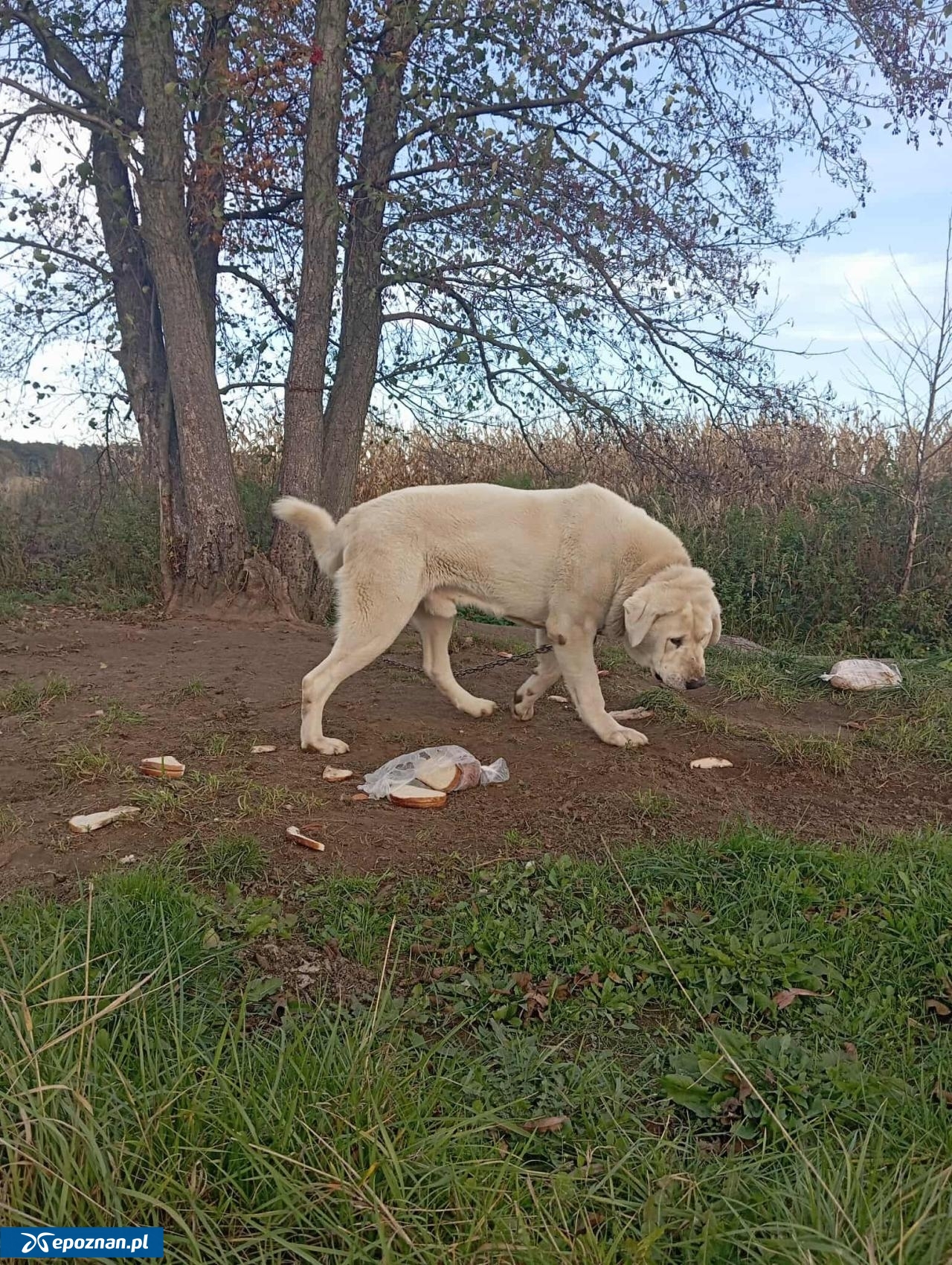 fot. Kaliskie Stowarzyszenie Pomocy Dla Zwierząt Help Animals / FB
