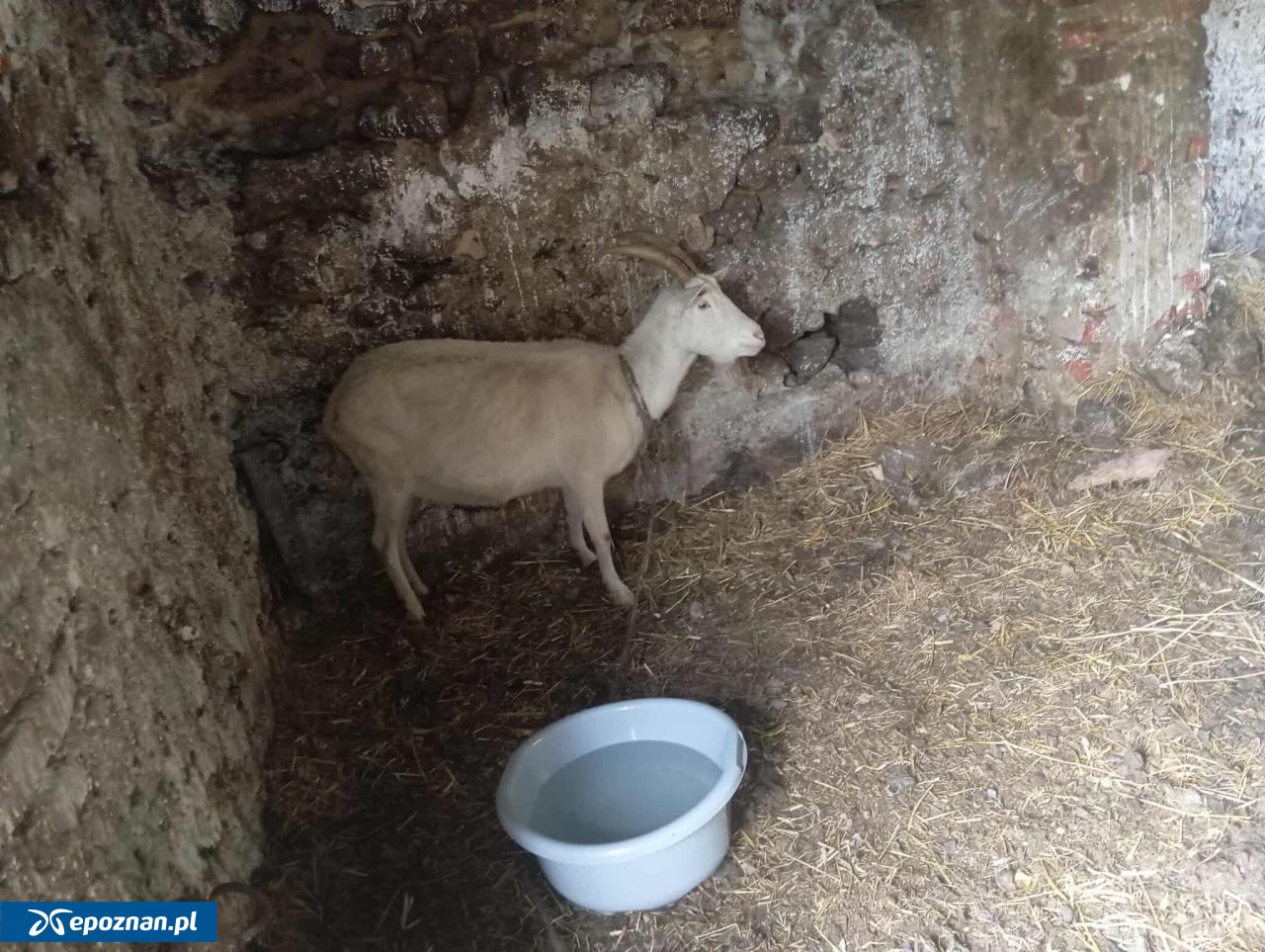 fot. Kaliskie Stowarzyszenie Pomocy Dla Zwierząt Help Animals / FB
