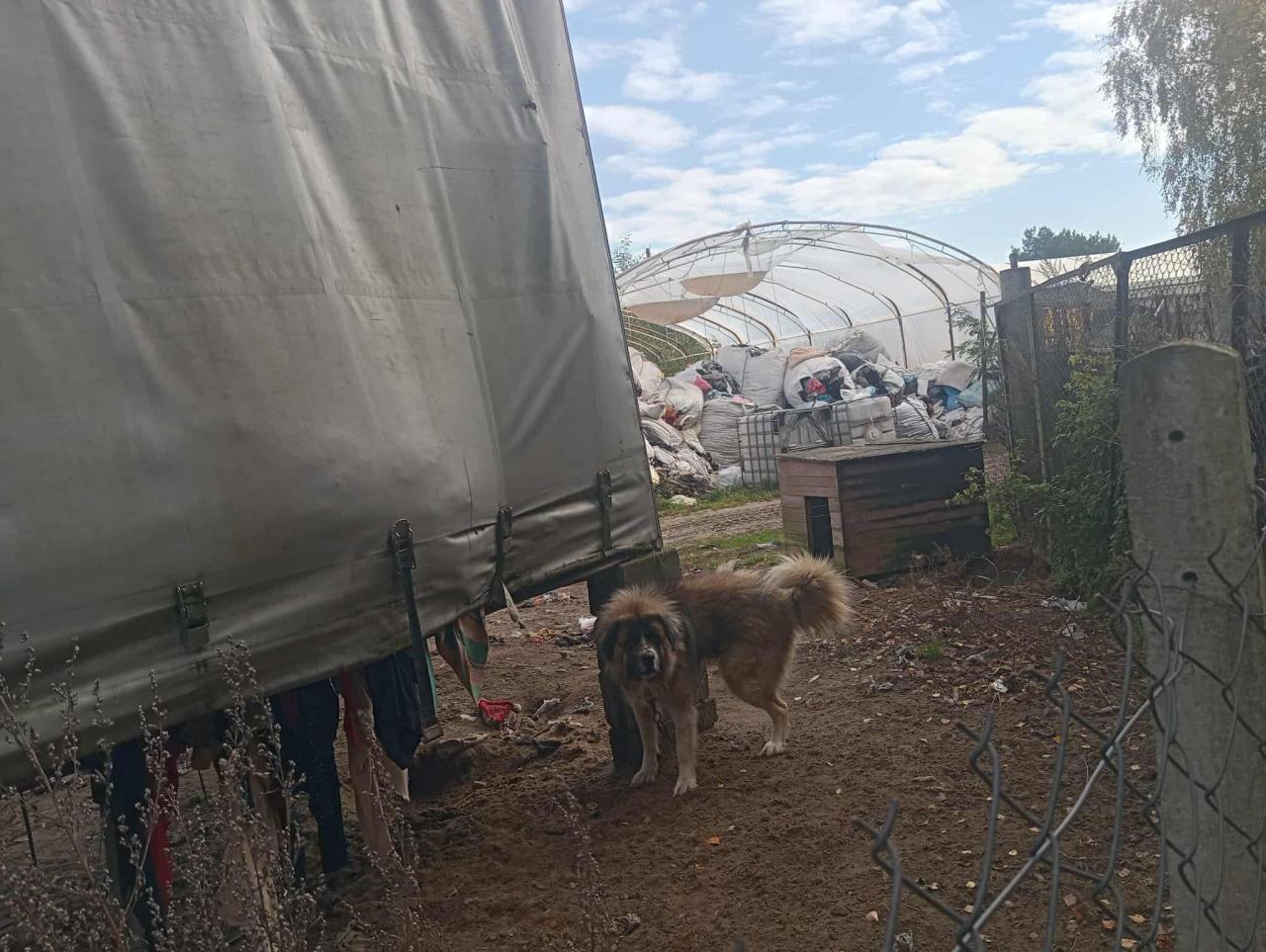 Bardzo niebezpieczna sytuacja podczas interwencji na posesji w regionie. Właściciel wypuścił trzy byki