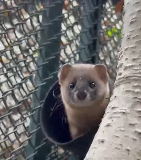 Konkurs na imiona w poznańskim ZOO. Pomożesz?