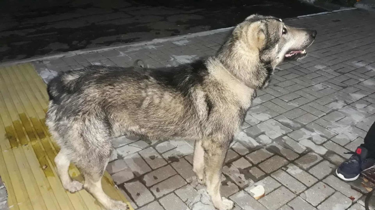 Region. Psy wybiegły z posesji i zaatakowały kobietę spacerującą z pupilem. Interweniowała policja