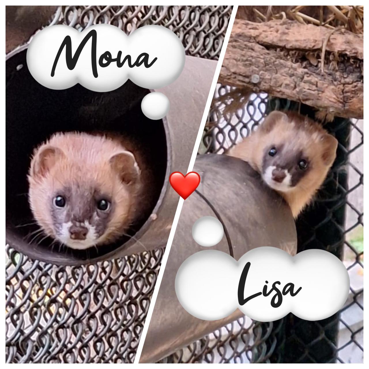 Siostry z poznańskiego ZOO mają już imiona!