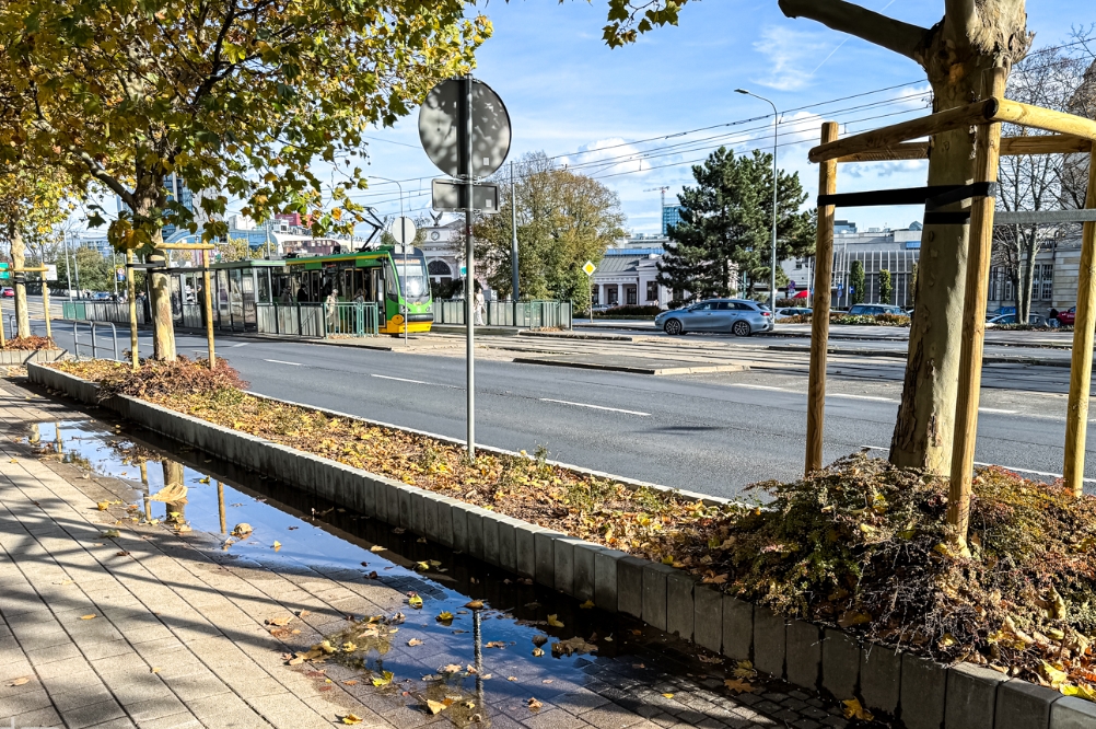 Więcej zieleni na Łazarzu. ZDM apeluje, żeby sprzątać po psach. "Psia kupa i mocz, to nie nawóz"
