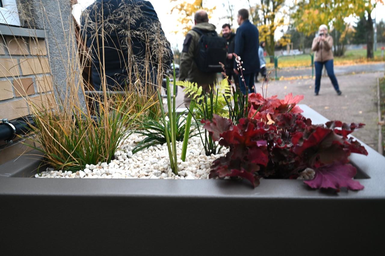 Taki ogród deszczowy trafił do jednej z poznańskich szkół