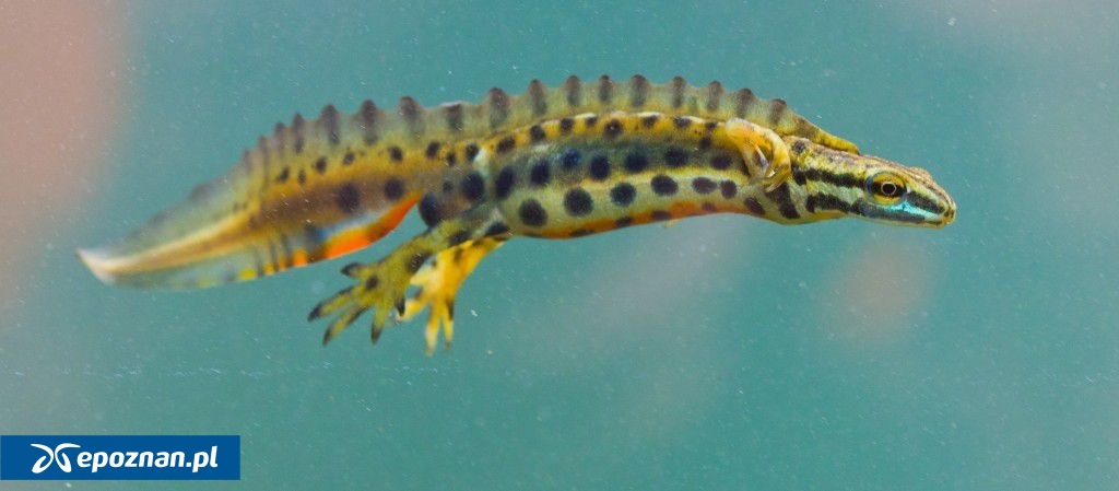 fot. Stare ZOO Poznań Official Site / FB