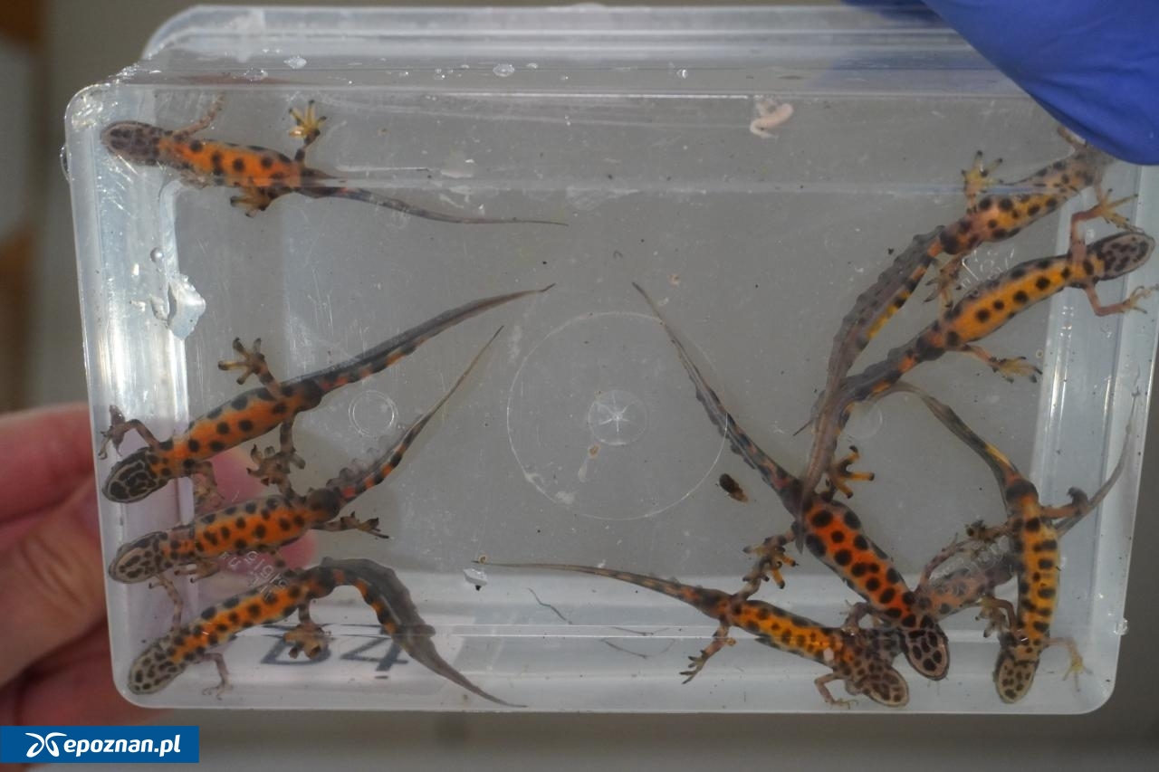 fot. Stare ZOO Poznań Official Site / FB