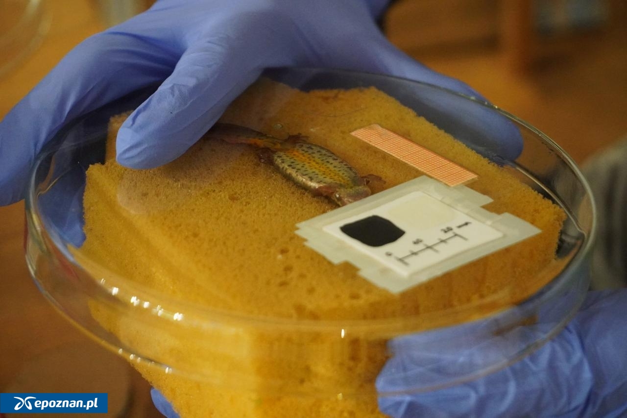 fot. Stare ZOO Poznań Official Site / FB