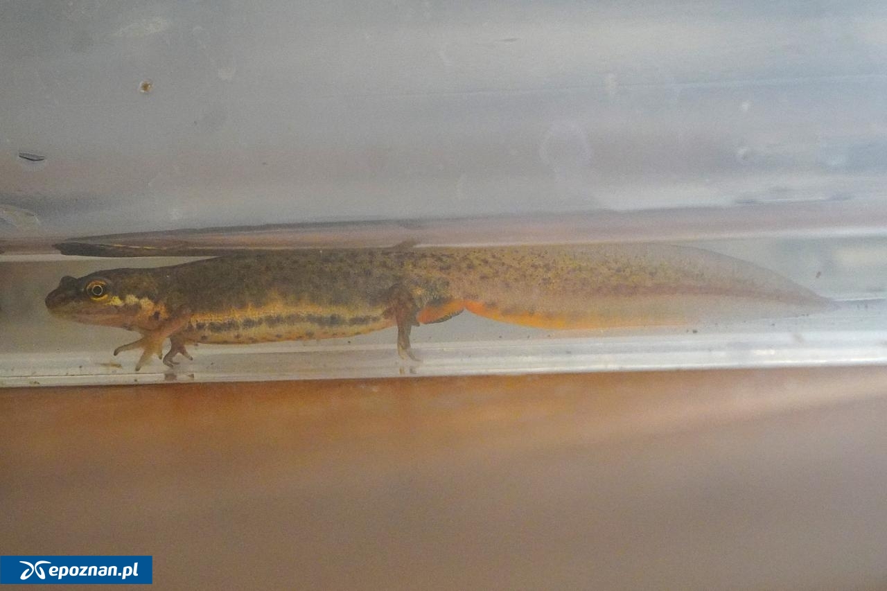 fot. Stare ZOO Poznań Official Site / FB