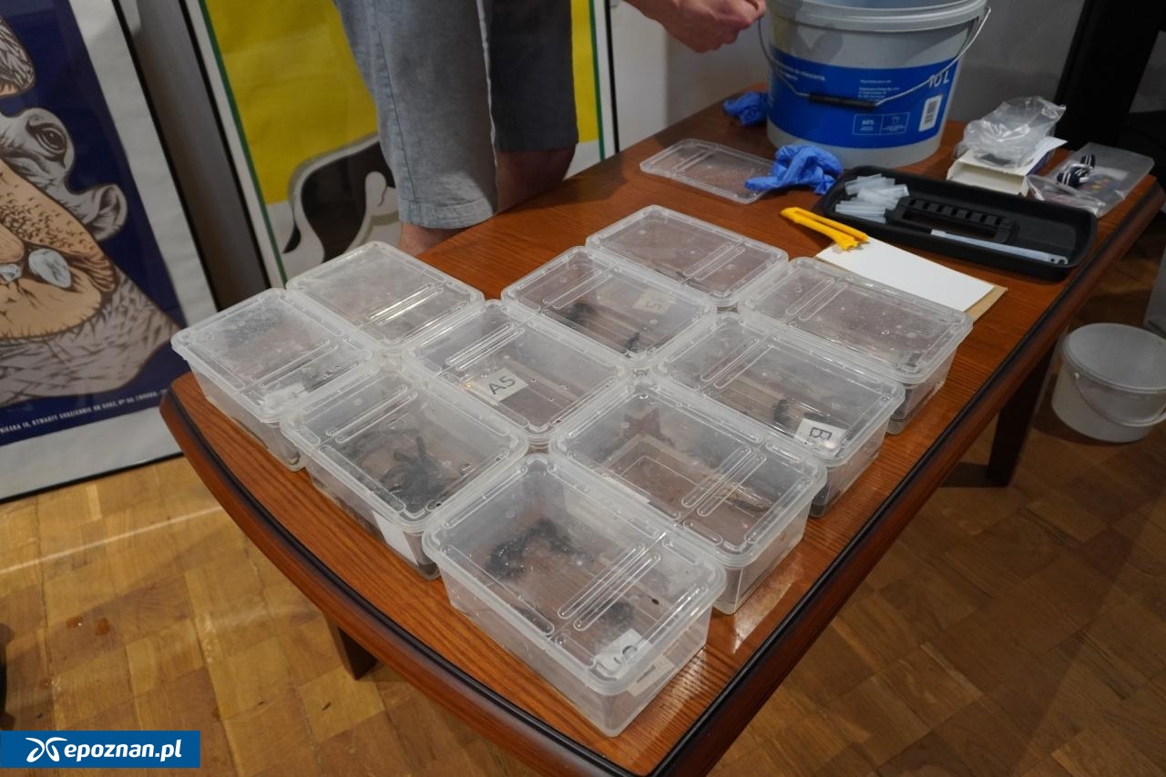 fot. Stare ZOO Poznań Official Site / FB