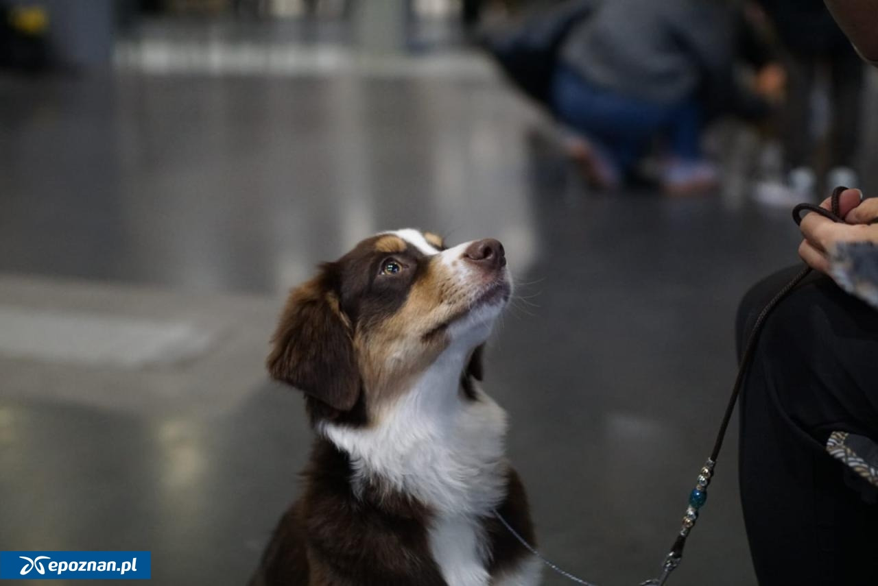 Wyjątkowe wydarzenie znów na MTP. Co roku przyciąga setki wystawców i tysiące zwiedzających
