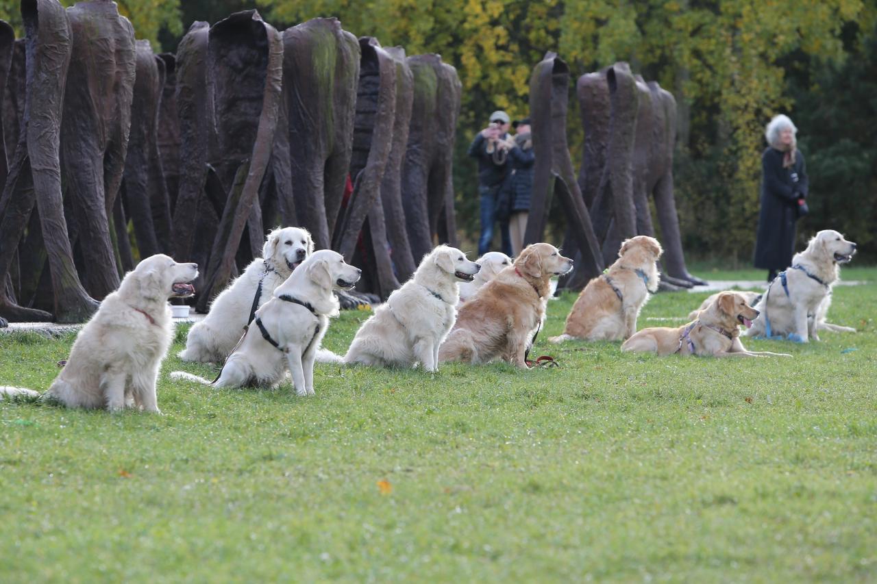 W najbliższą niedzielę halloweenowe afterparty z goldenami na Cytadeli. To dla chorej Agaty