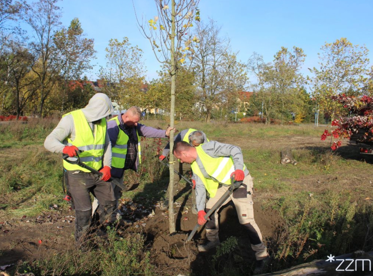 Dziesiątki nowych drzew, tysiące krzewów i bylin sadzą w Poznaniu