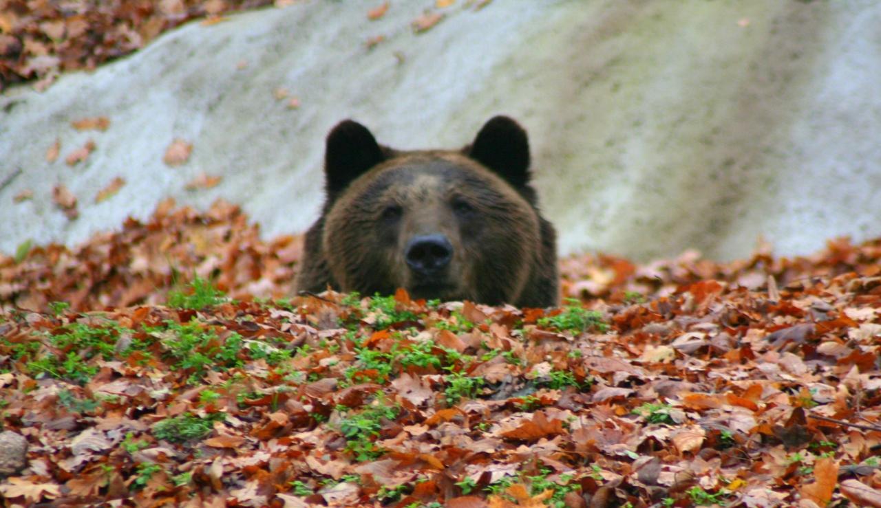 Bardzo smutne wiadomości z poznańskiego ZOO. "Badania potwierdziły coś, czego nikt się nie spodziewał."
