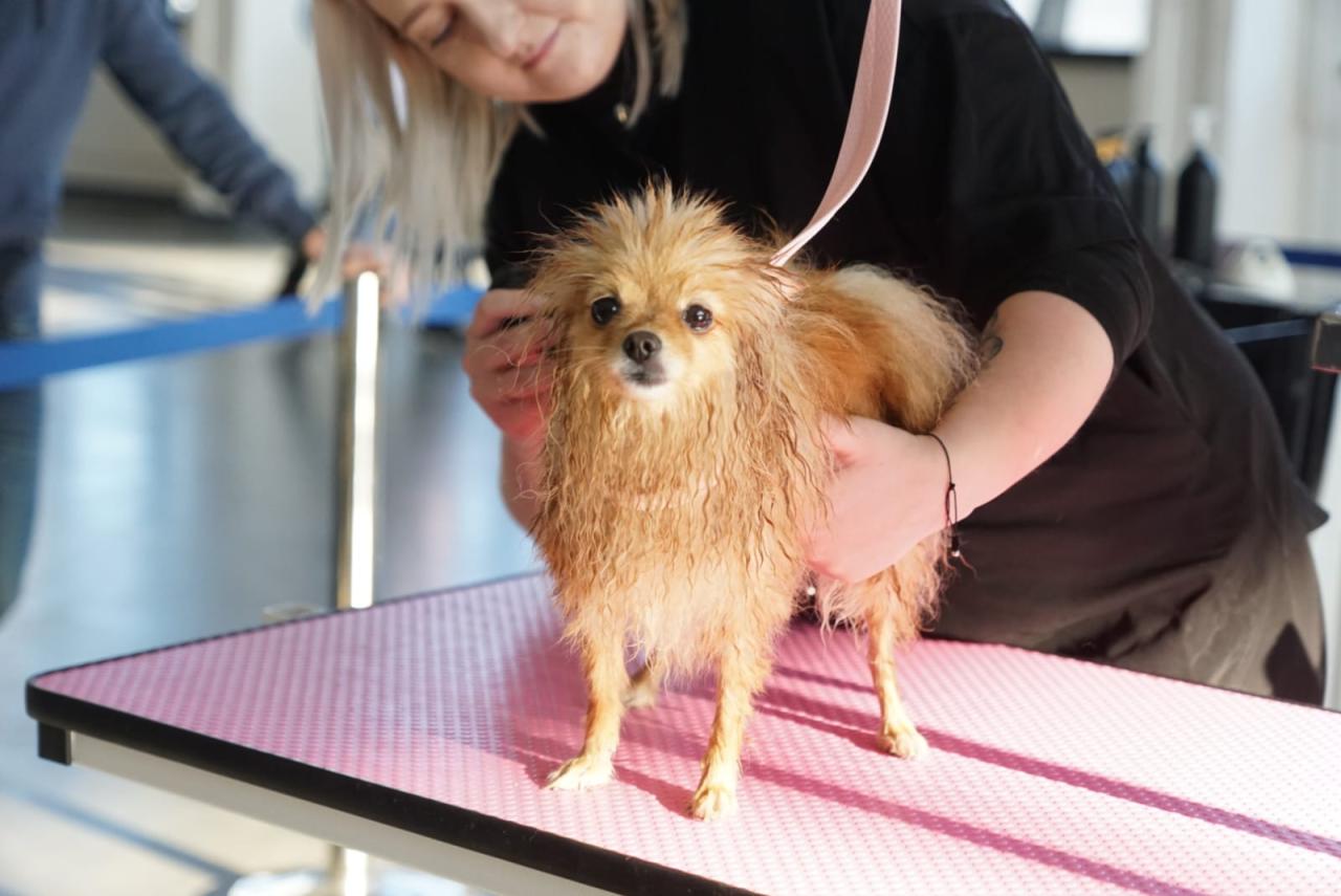 Wielka rywalizacja w Poznaniu. O tytuły walczą psie piękności (zdjęcia)