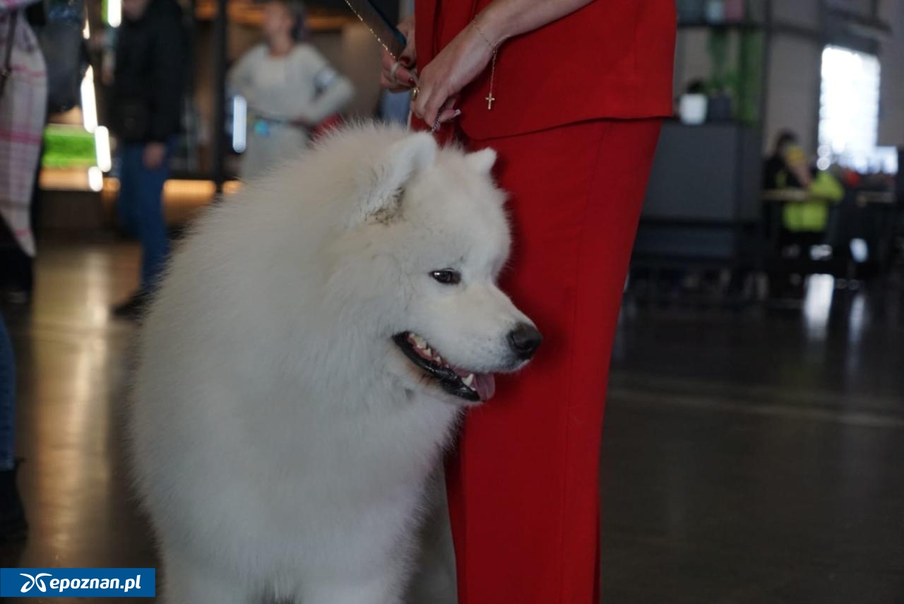 fot. Maciej Kopiński