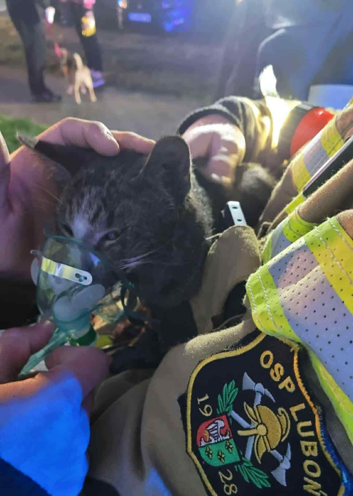 Pożar w Plewiskach. Strażacy uratowali poparzonego kota