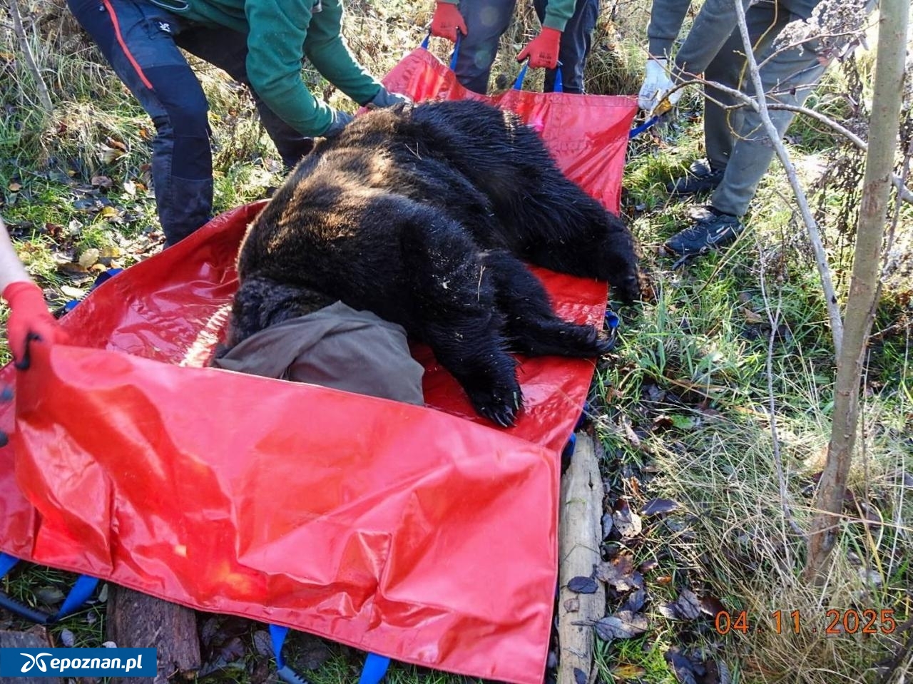 fot. ZOO Poznań Official / Facebook