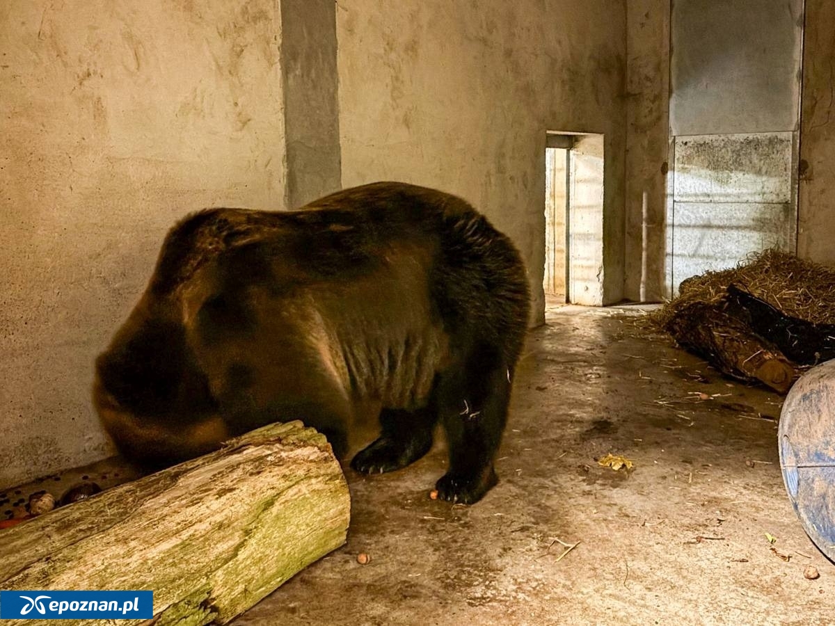 fot. ZOO Poznań Official / Facebook